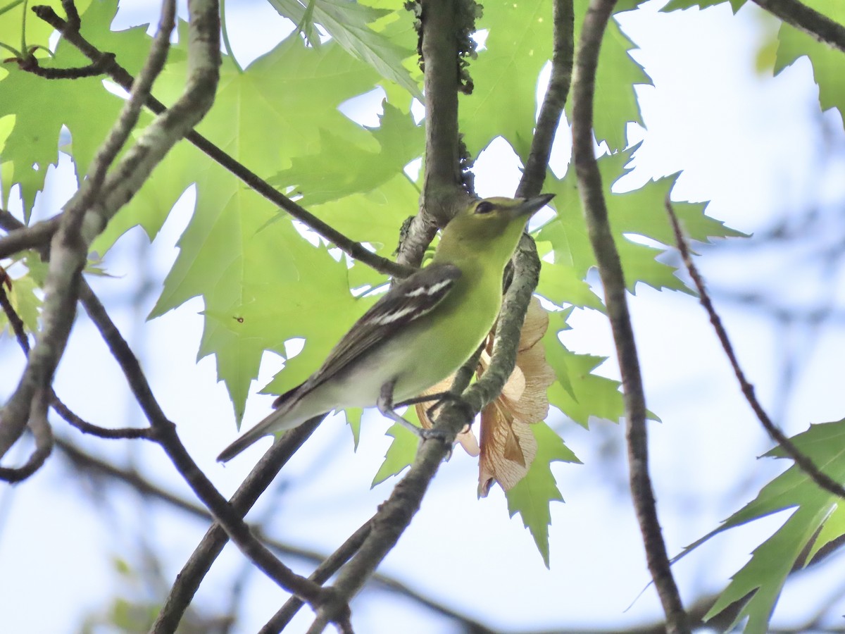 Yellow-throated Vireo - ML645121417
