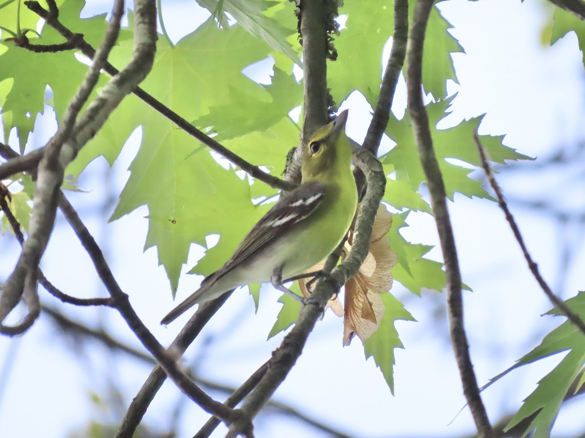 Yellow-throated Vireo - ML645121418