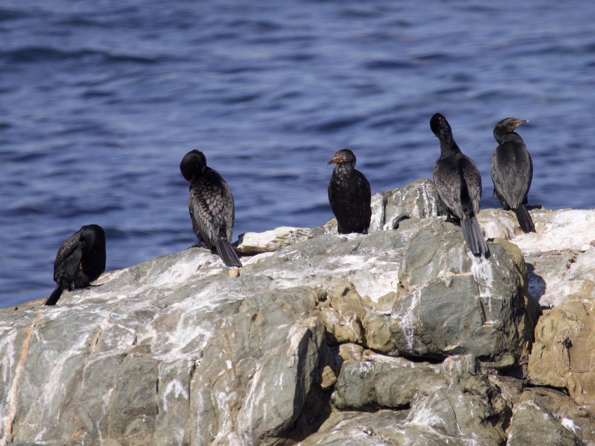 Crowned Cormorant - ML645121439