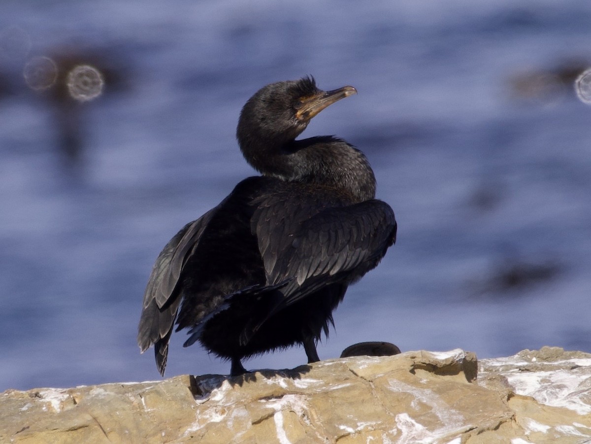 Crowned Cormorant - ML645121440