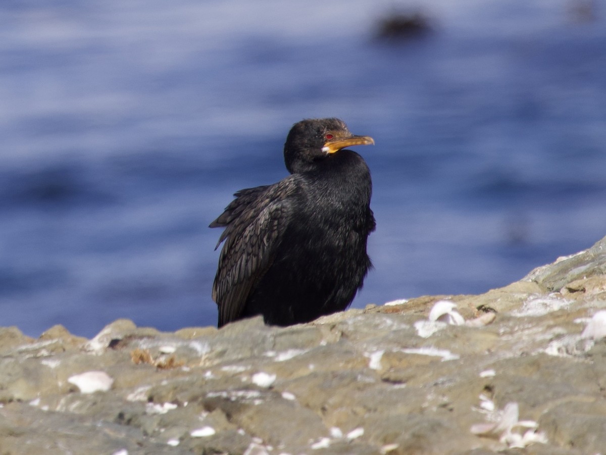Crowned Cormorant - ML645121441
