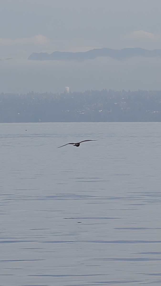 Möwe, unbestimmt - ML645121460