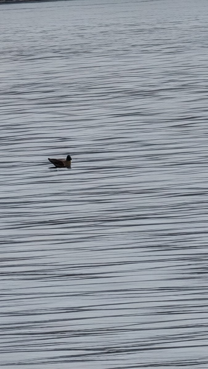 Möwe, unbestimmt - ML645121461