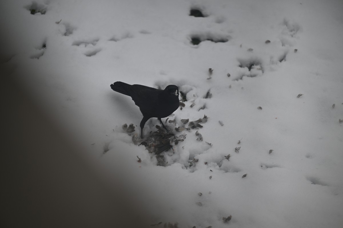 American Crow - ML645121465