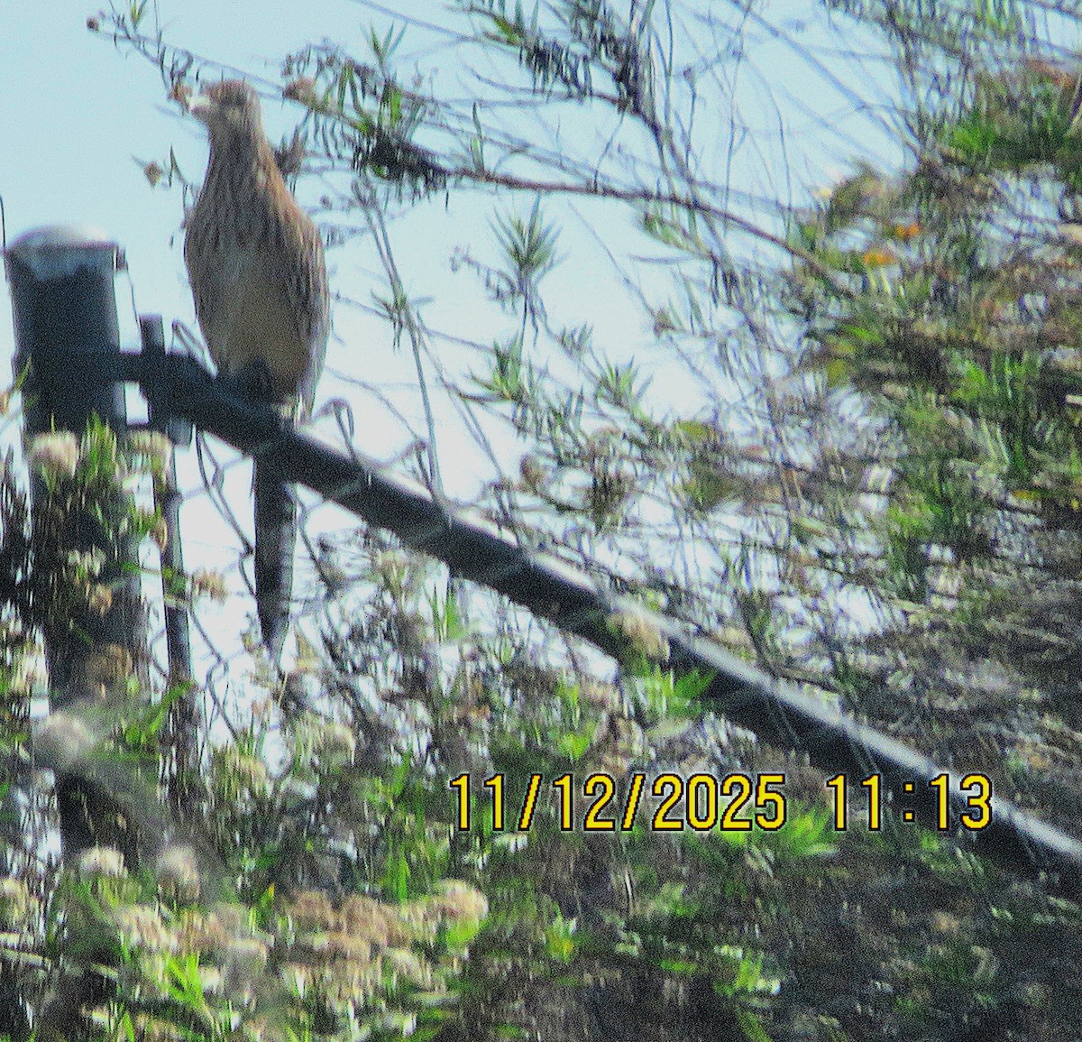 Greater Roadrunner - ML645121466