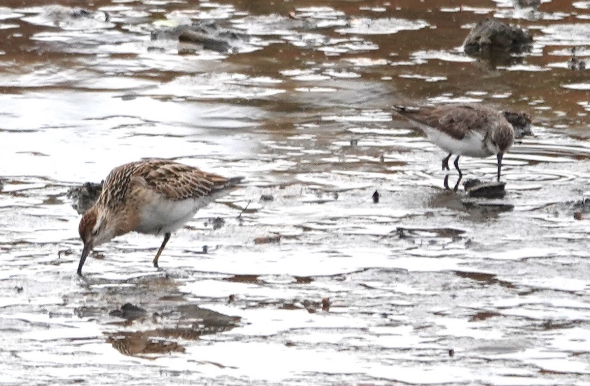 Sharp-tailed Sandpiper - ML645121490