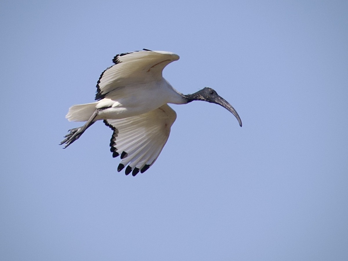 African Sacred Ibis - ML645121494