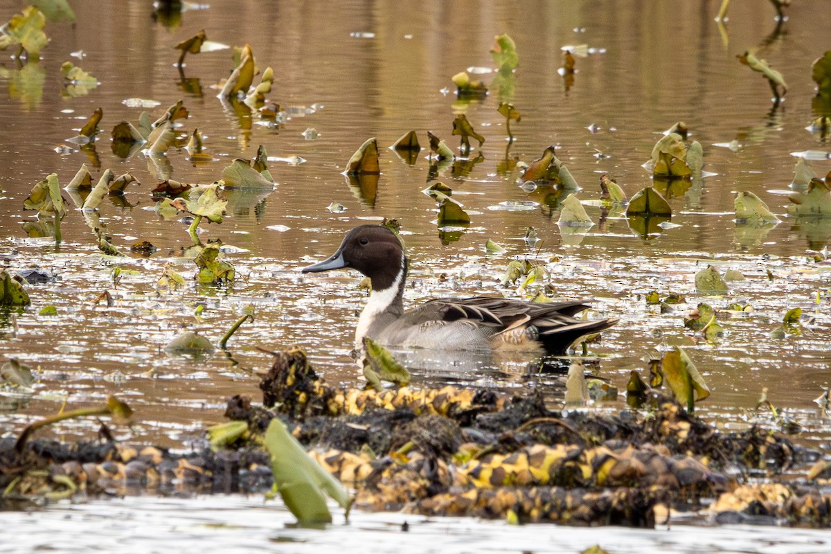 Northern Pintail - ML645121499