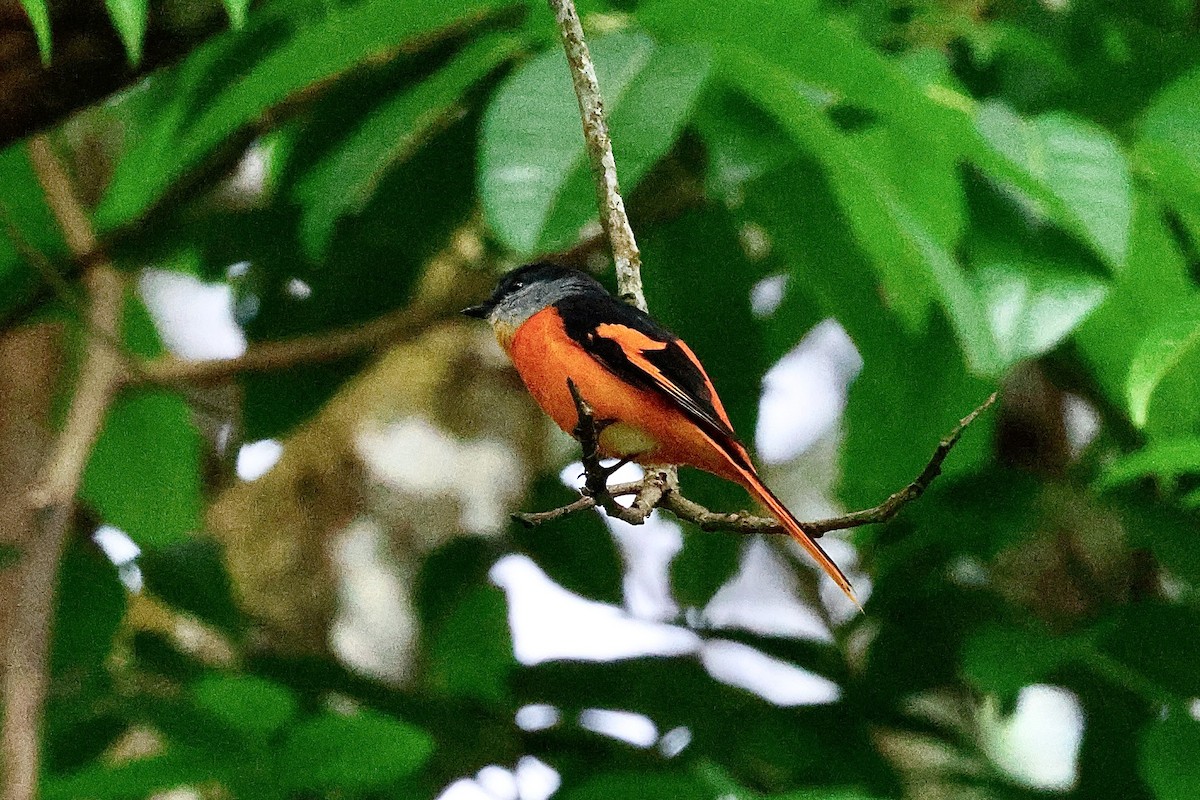 Gray-chinned Minivet (Gray-chinned) - ML645121500