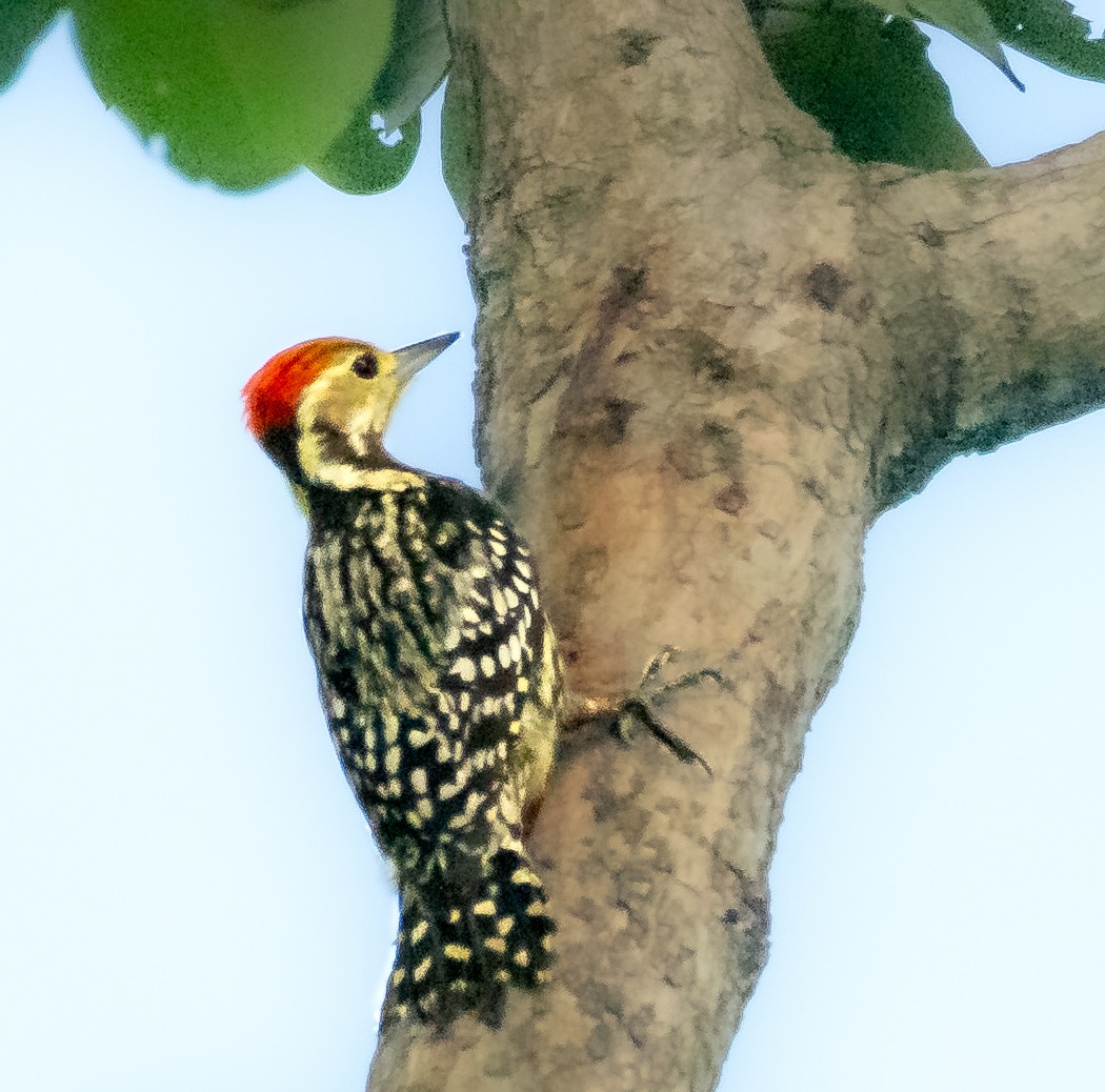 Yellow-crowned Woodpecker - ML645121514