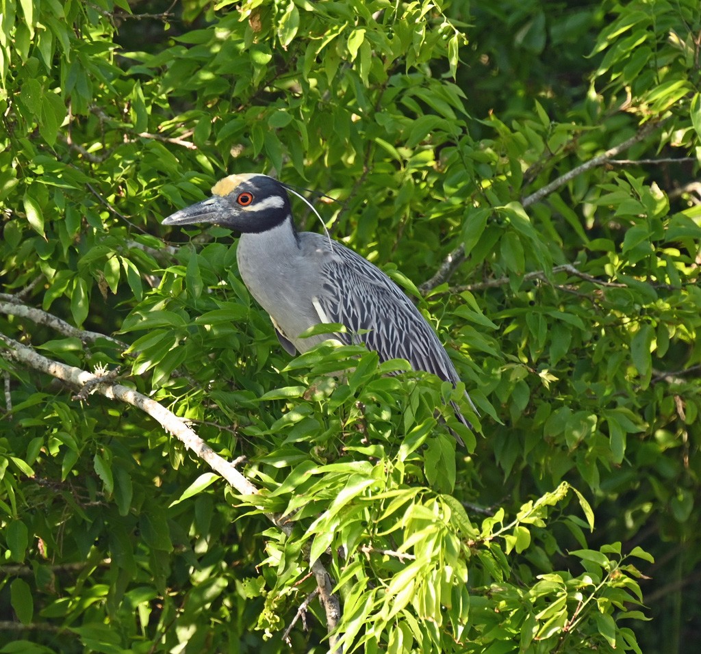 Yellow-crowned Night Heron - ML645121524