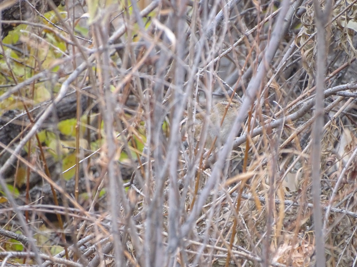 Marsh Wren (plesius Group) - ML645121534