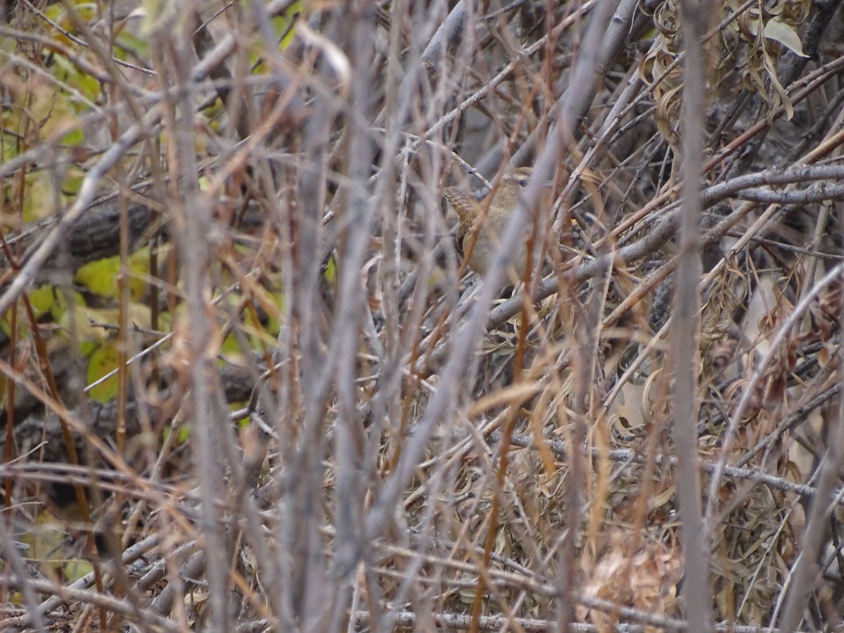 Marsh Wren (plesius Group) - ML645121535