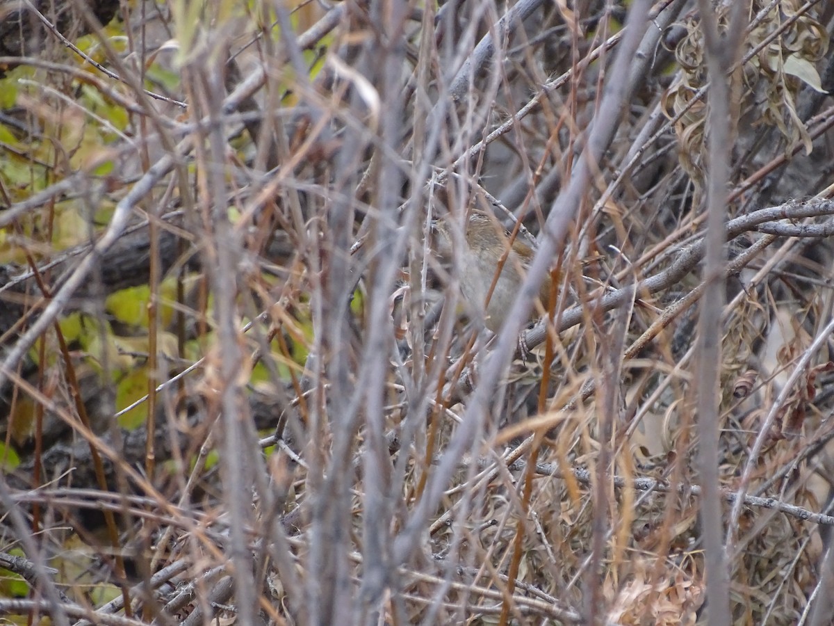 Marsh Wren (plesius Group) - ML645121536