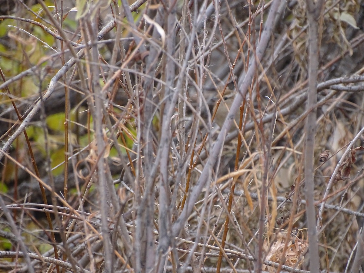 Marsh Wren (plesius Group) - ML645121538