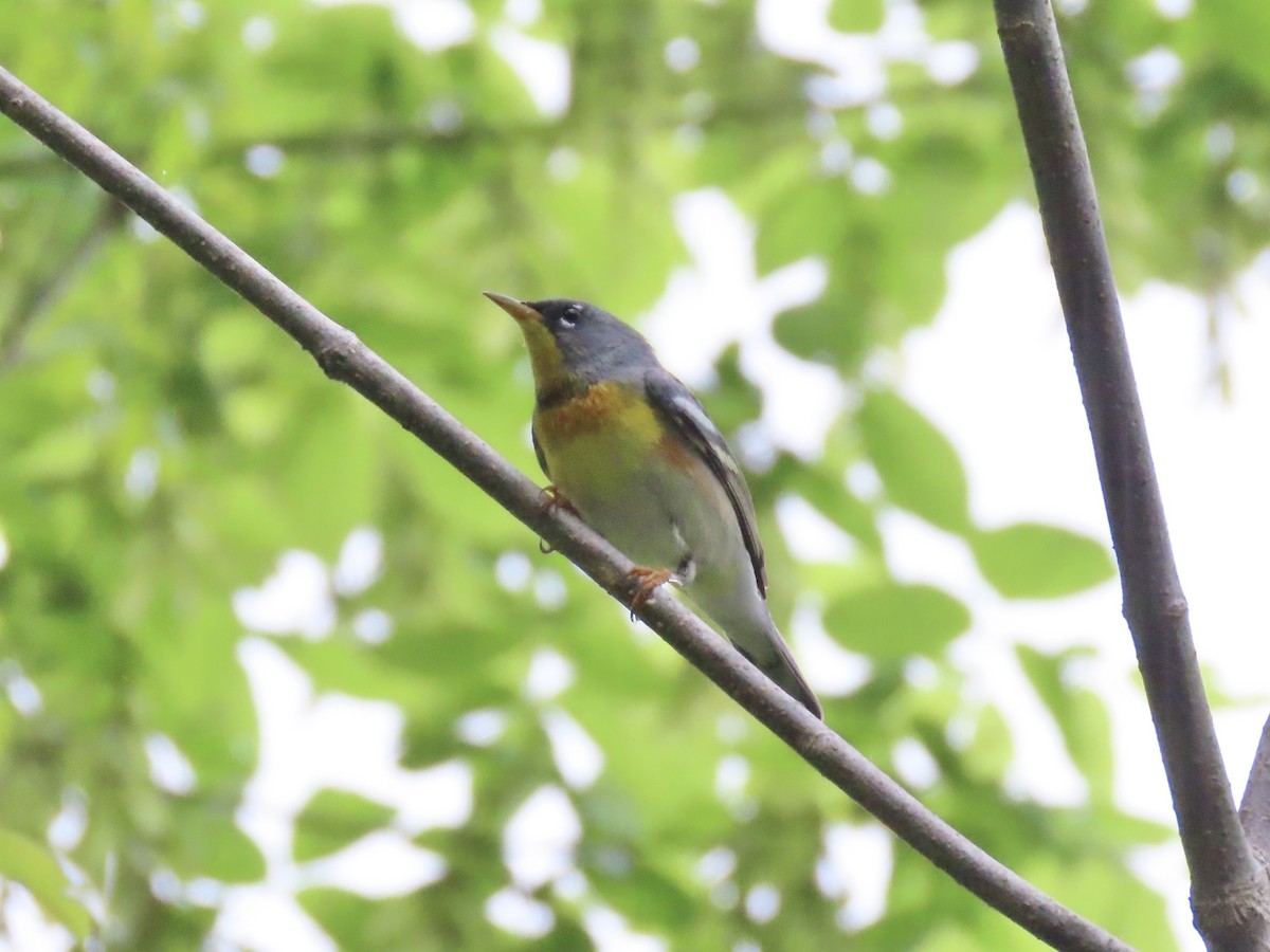 stryparula - ML645121539