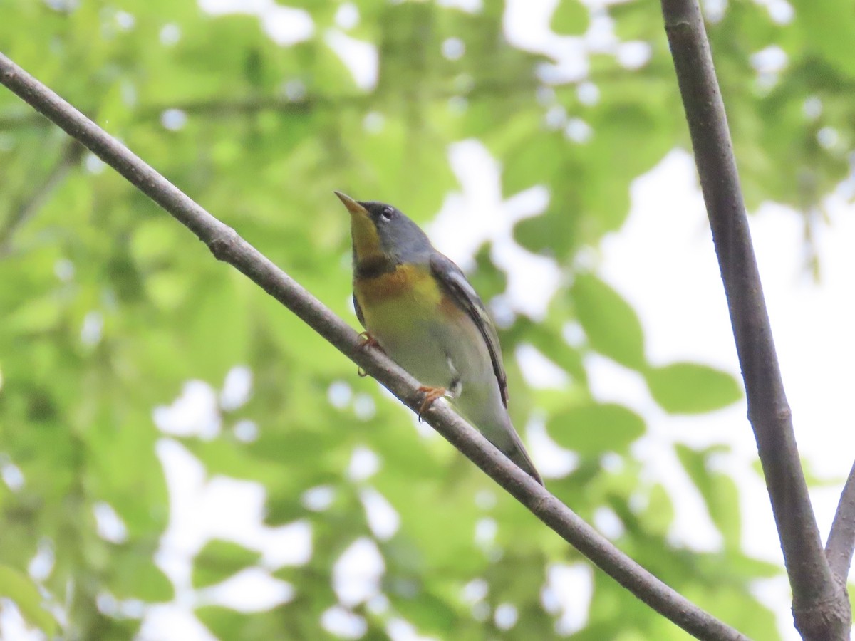 stryparula - ML645121540