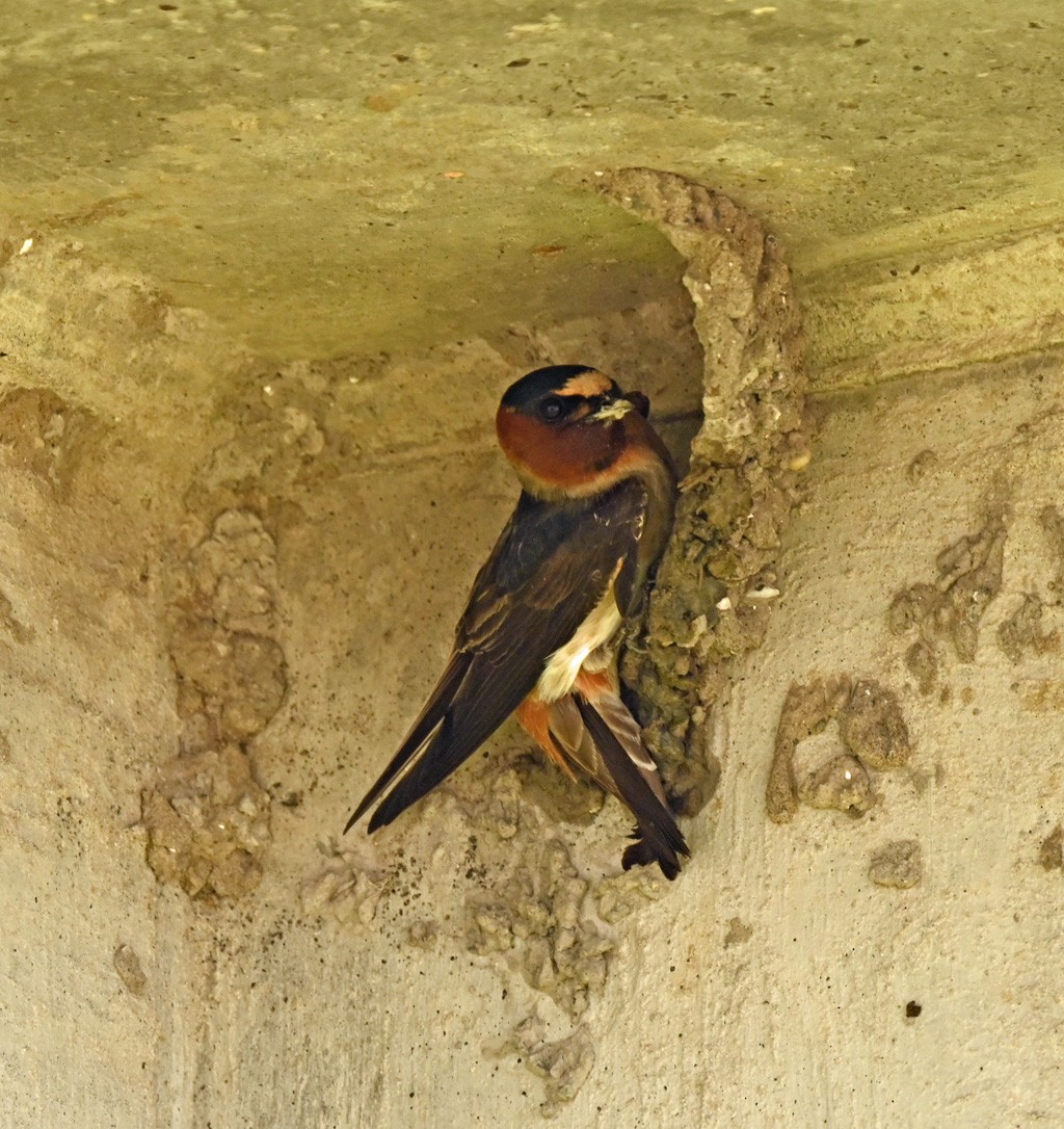 Cliff Swallow - ML645121548