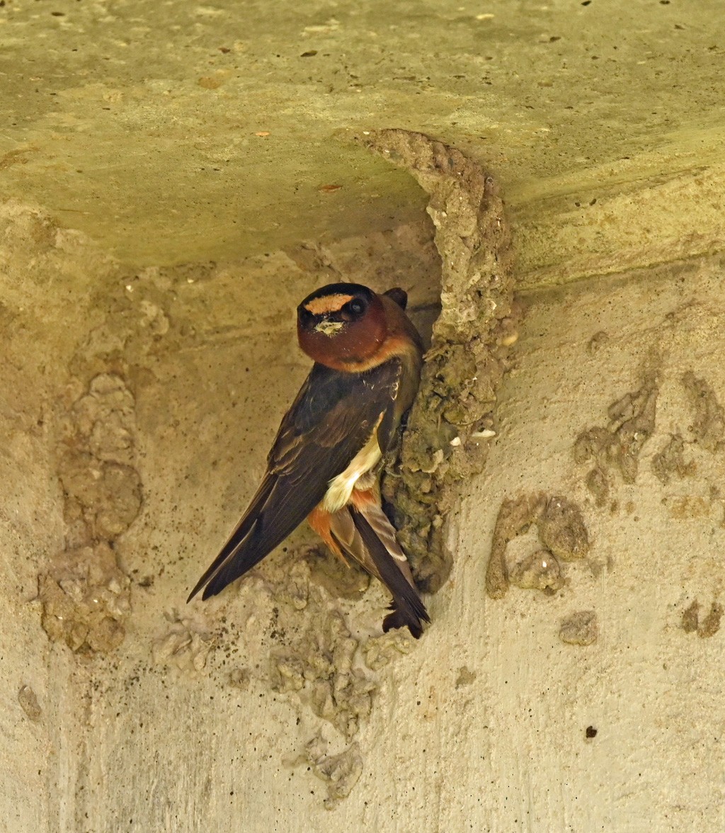 Cliff Swallow - ML645121549