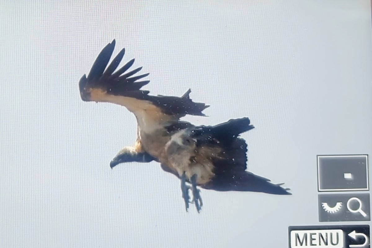 Ak Sırtlı Akbaba - ML645121550