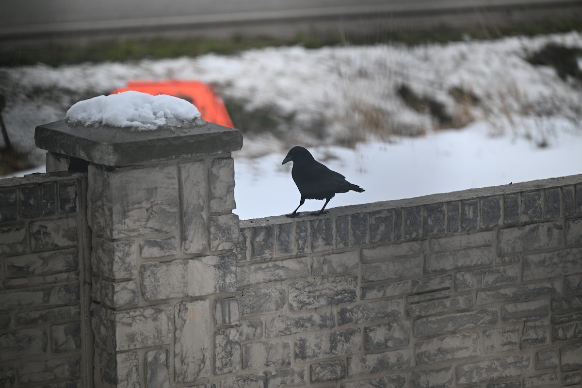 American Crow - ML645121560