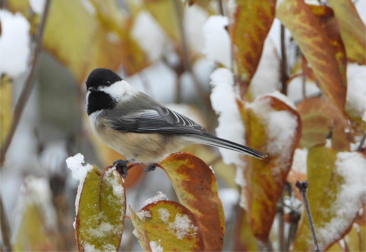 Black-capped Chickadee - ML645121563
