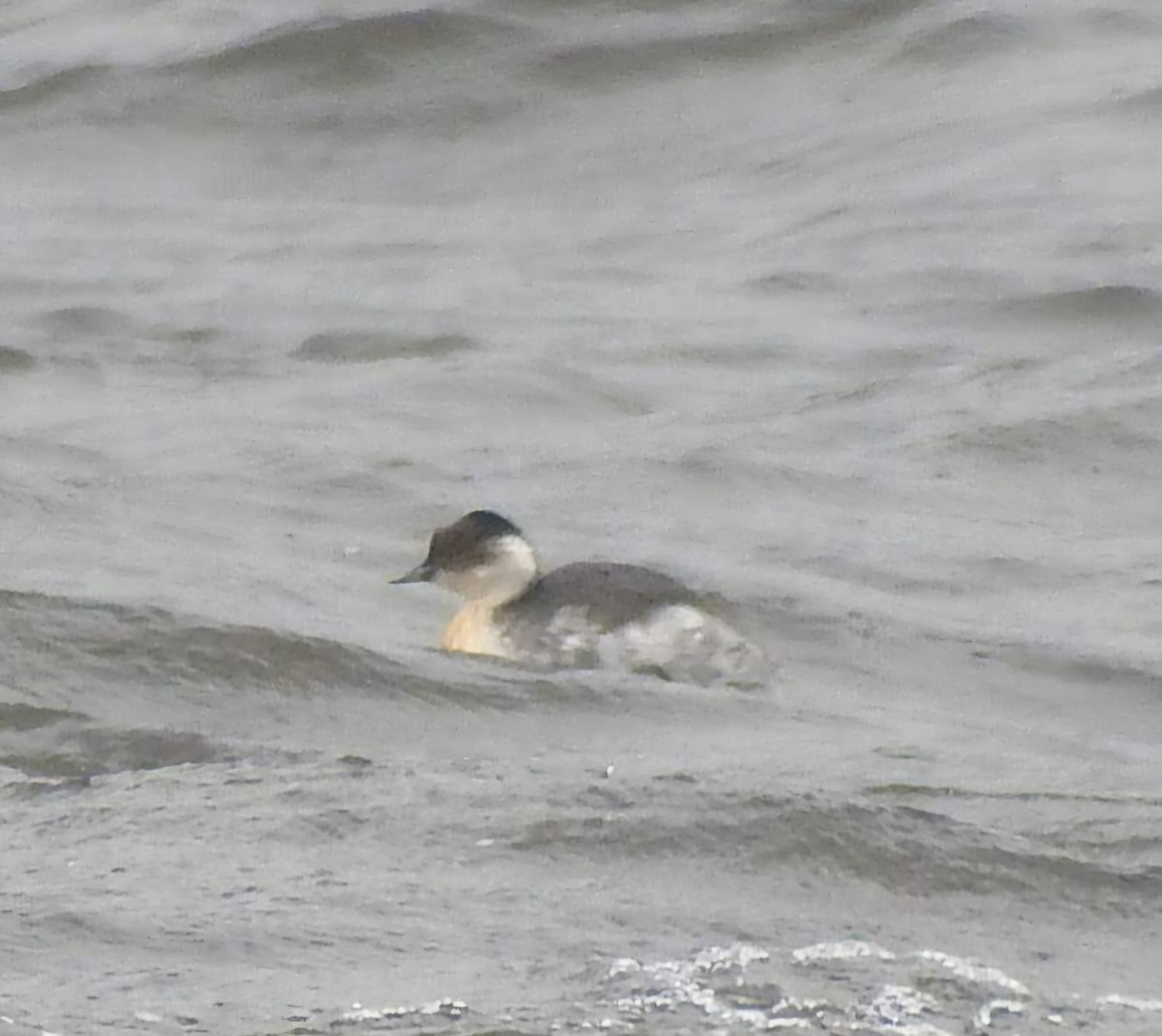 Silvery Grebe - ML645121582