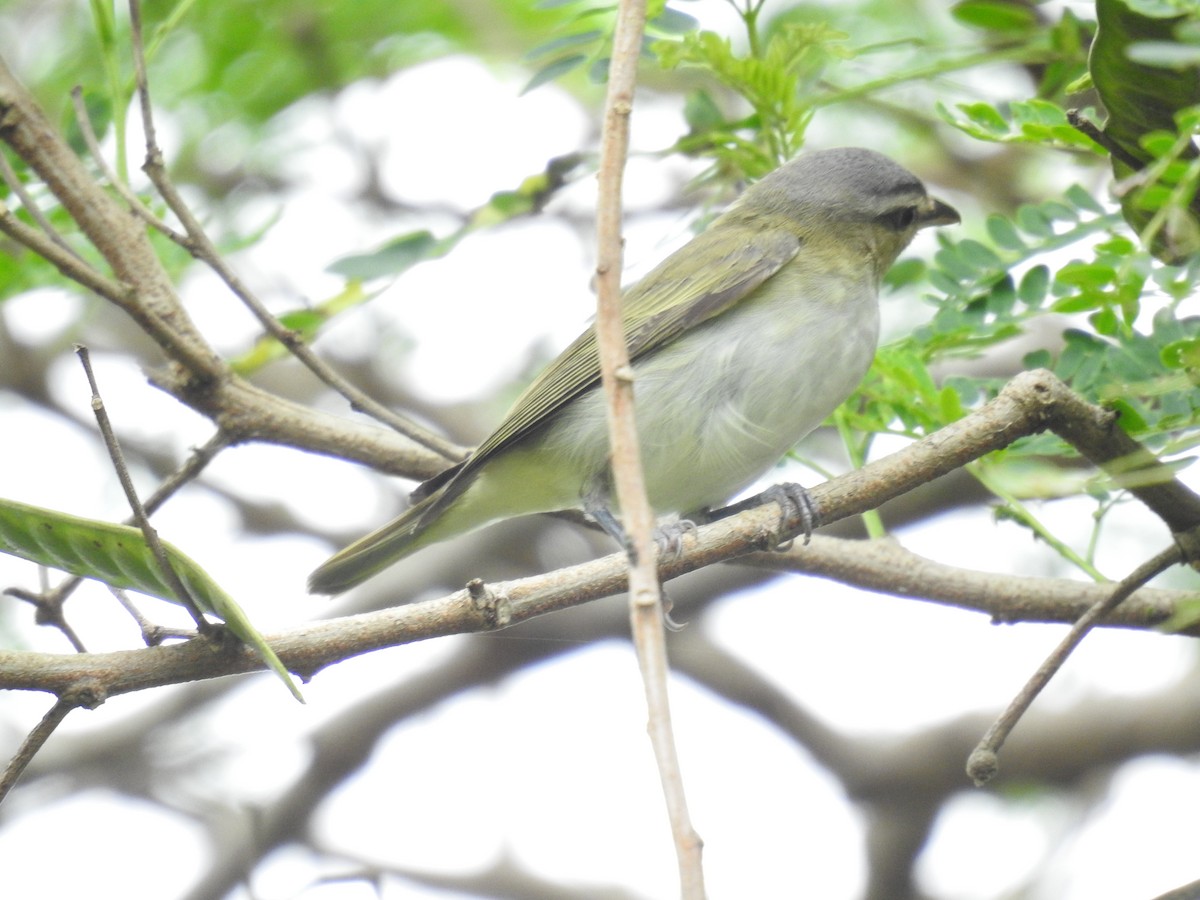 Красноглазый виреон - ML645121584