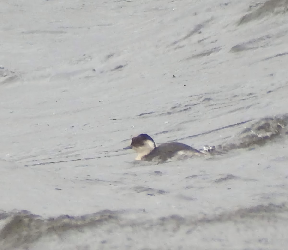 Silvery Grebe - ML645121585