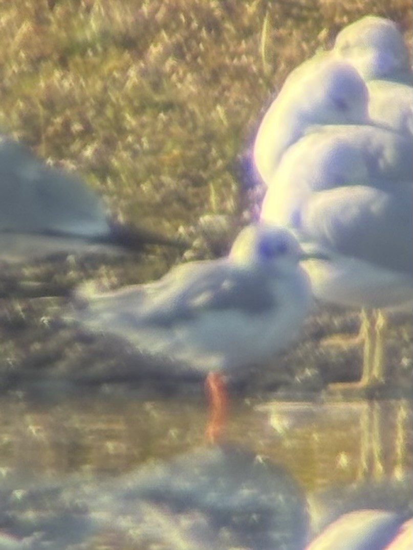 racek Bonapartův - ML645121590