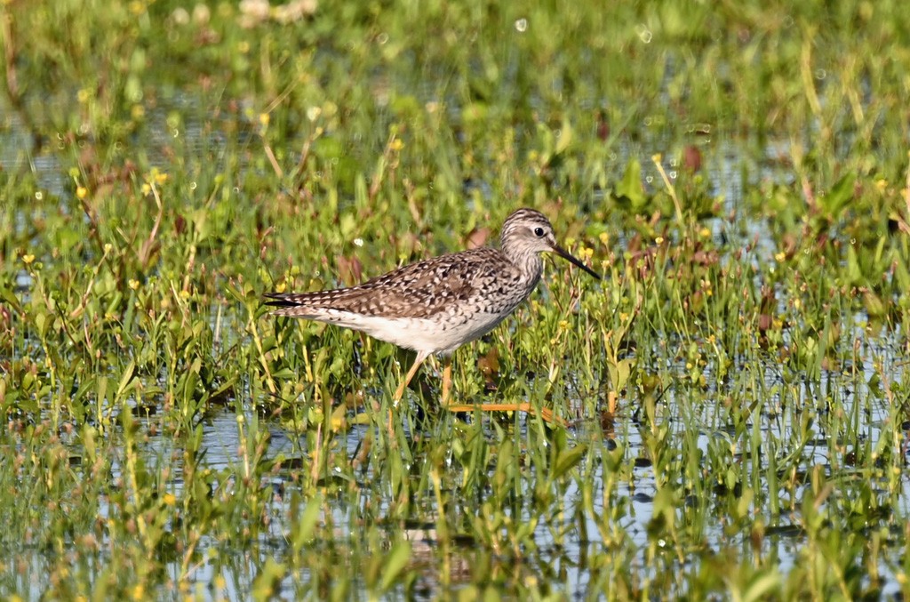 小黃腳鷸 - ML645121611