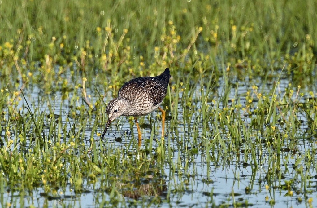 小黃腳鷸 - ML645121612