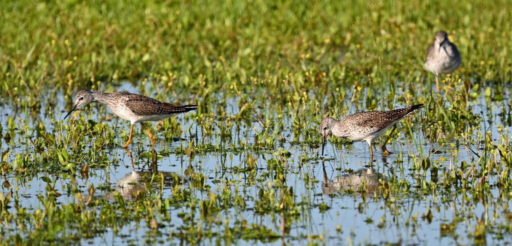 小黃腳鷸 - ML645121613
