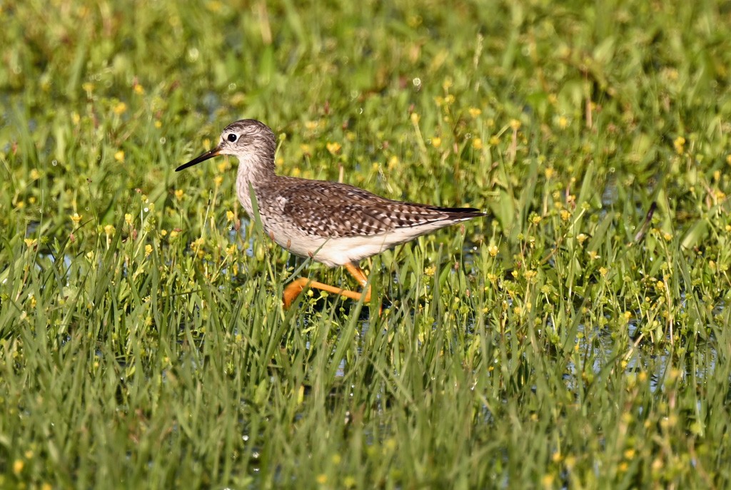 小黃腳鷸 - ML645121614