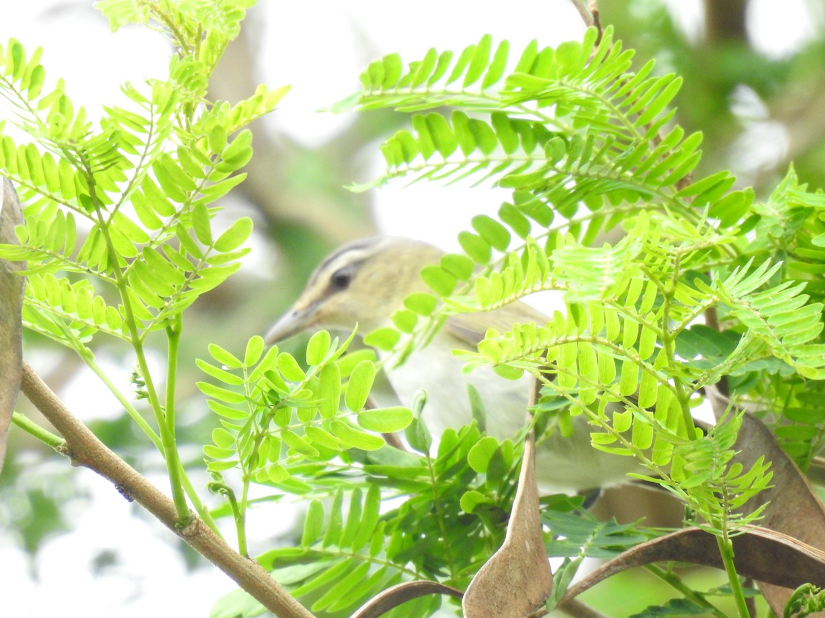 Красноглазый виреон - ML645121616