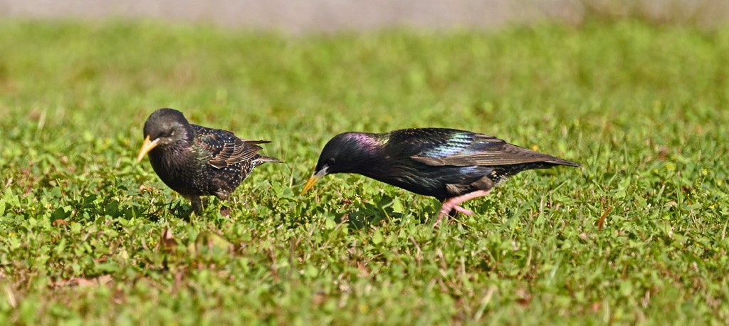 歐洲椋鳥 - ML645121622