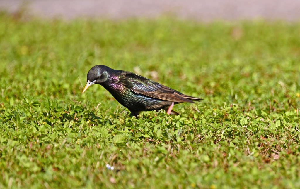 歐洲椋鳥 - ML645121623