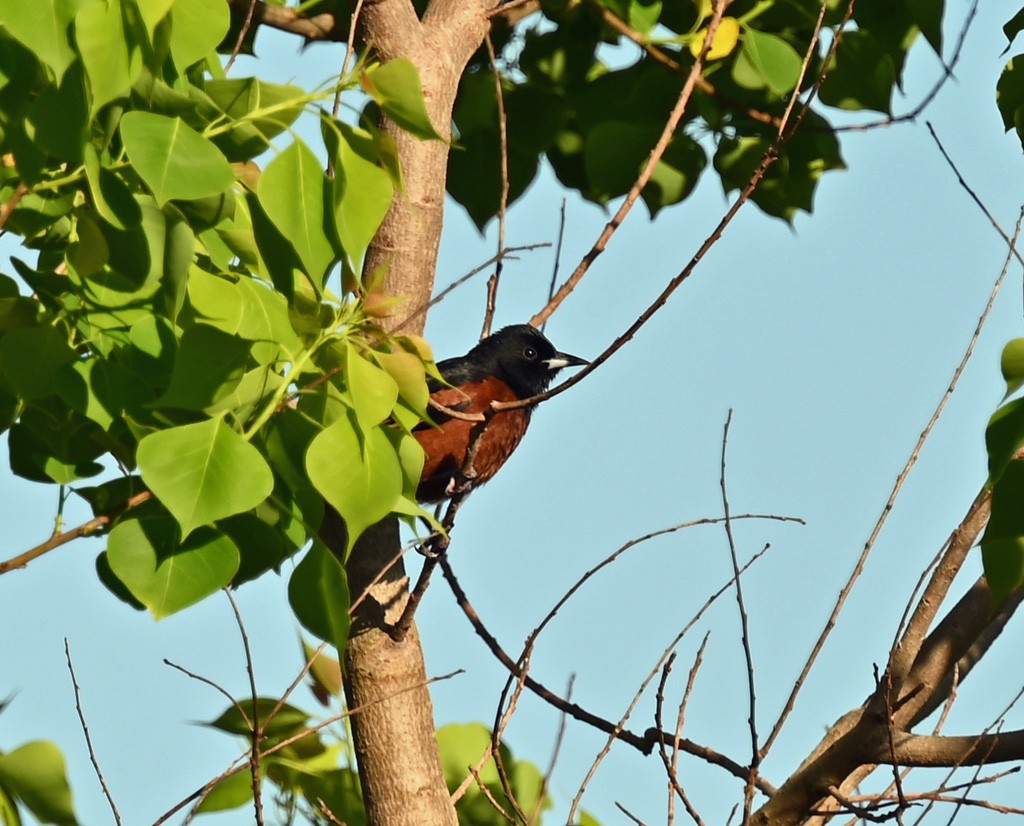 Orchard Oriole - ML645121627