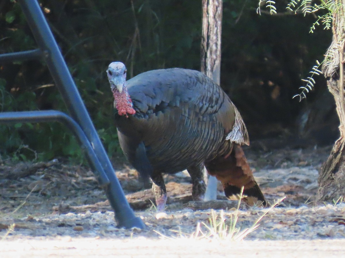 Wild Turkey - ML645121644