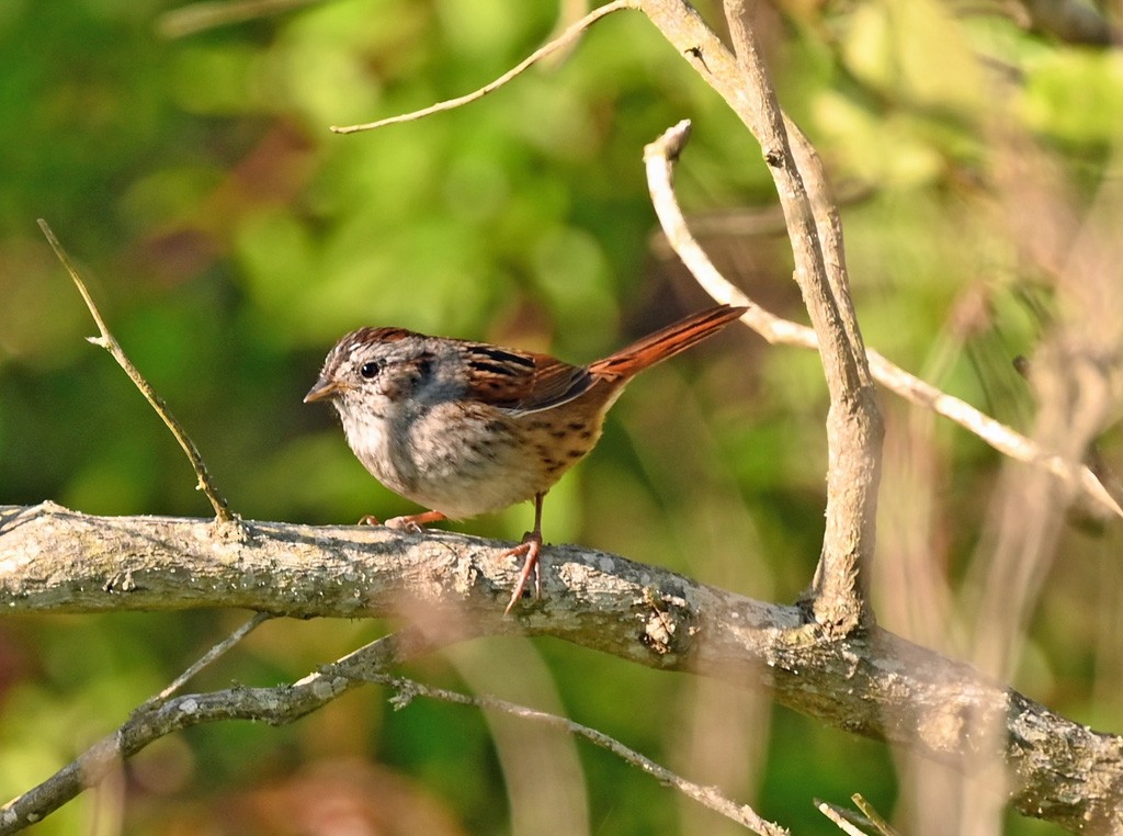 Swamp Sparrow - ML645121660