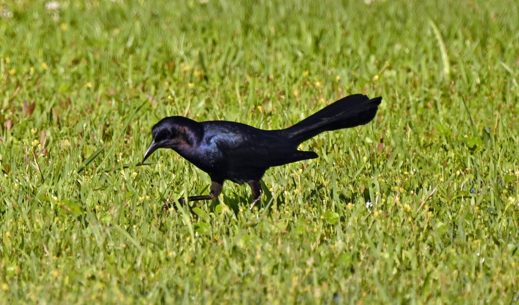 Boat-tailed Grackle - ML645121668
