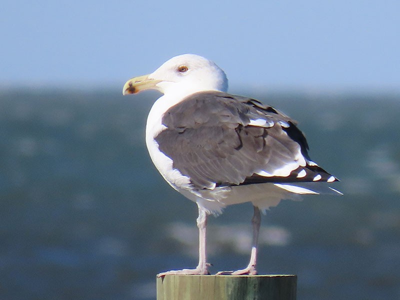 Büyük Kara Sırtlı Martı - ML645121684