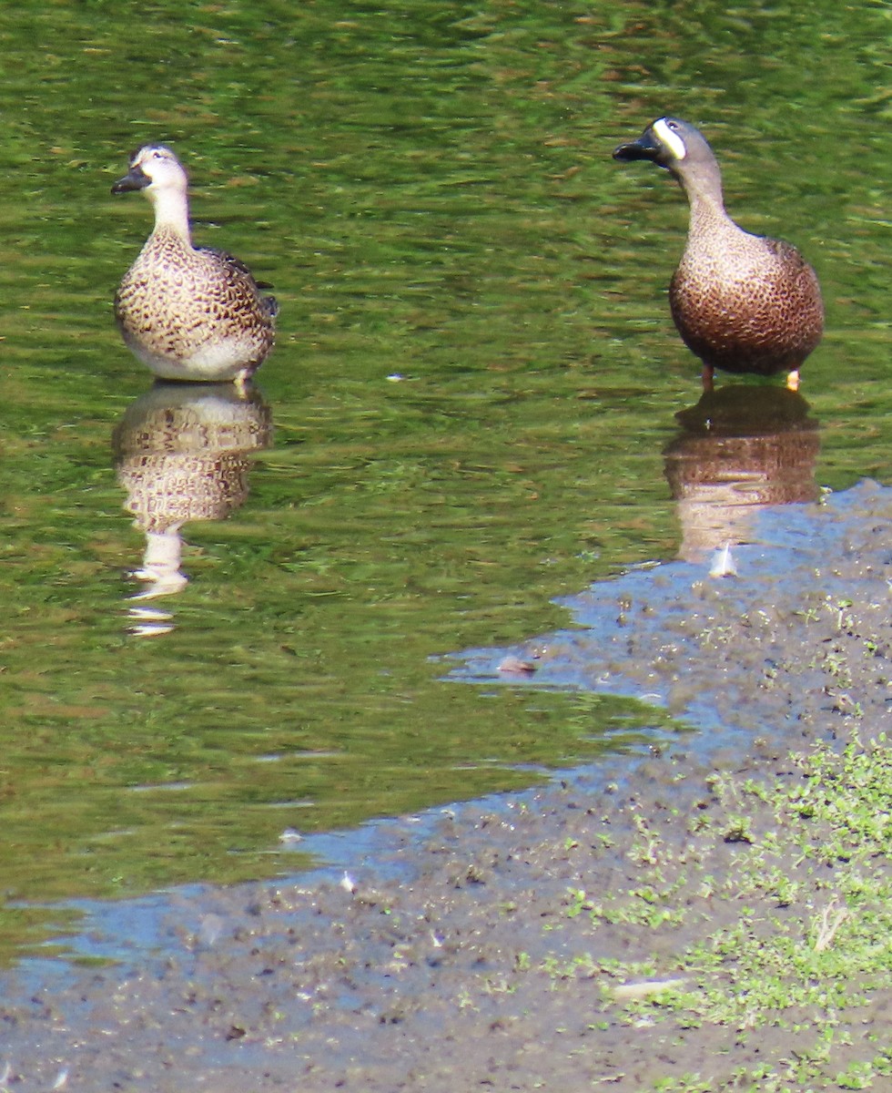 Blue-winged Teal - ML645121685