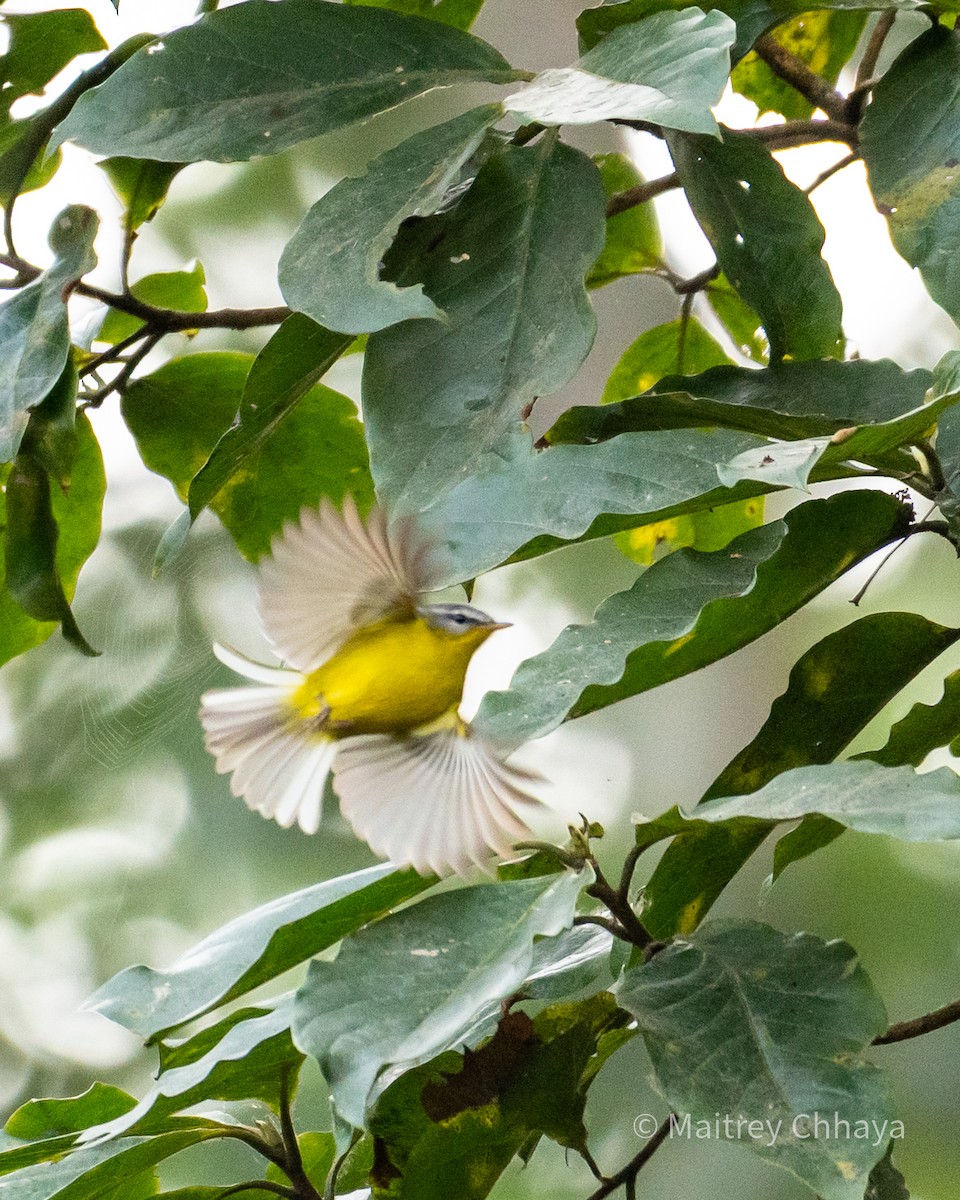 Graukopf-Laubsänger - ML645121692