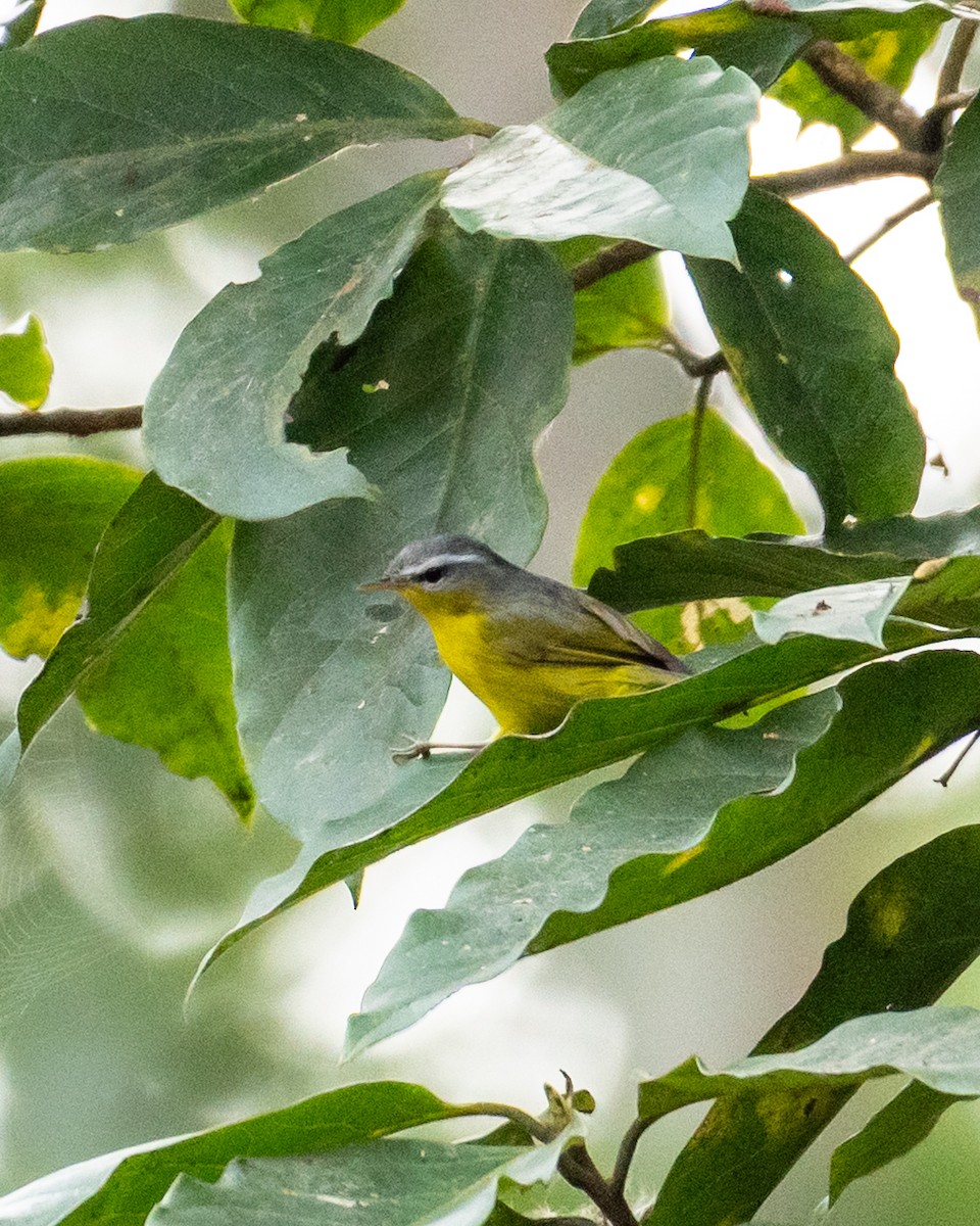 Graukopf-Laubsänger - ML645121693