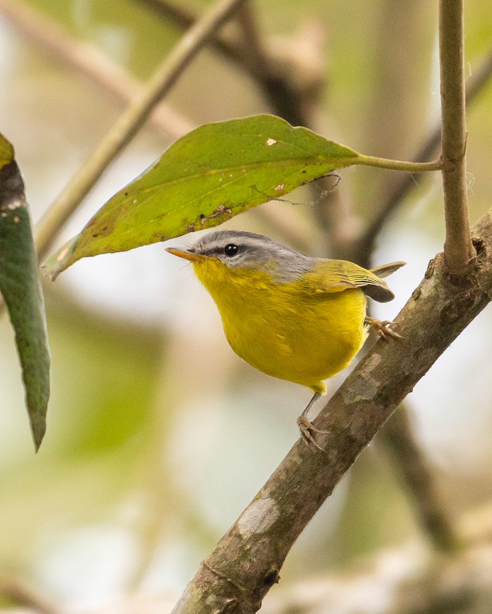 Graukopf-Laubsänger - ML645121694