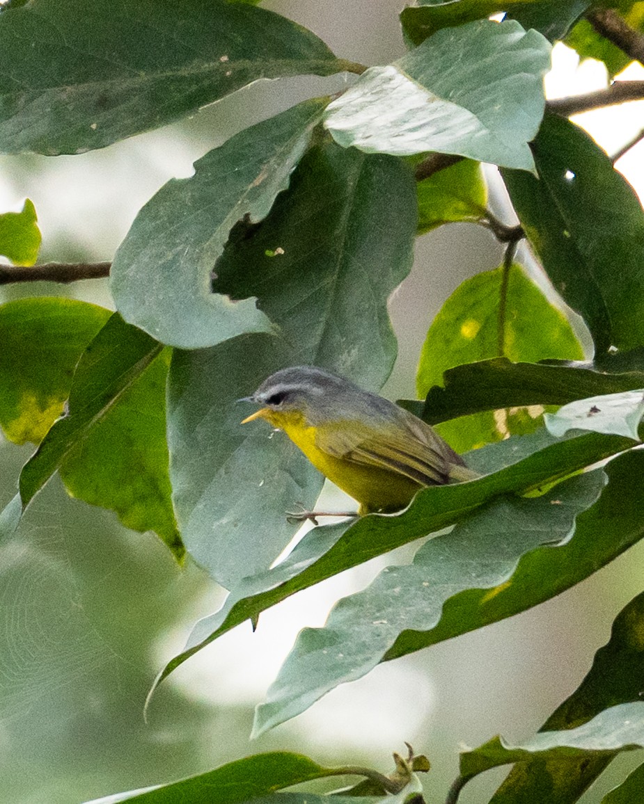 Graukopf-Laubsänger - ML645121695