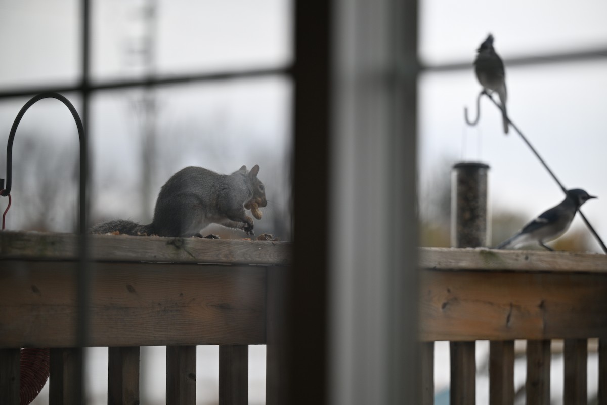 Blue Jay - ML645121696