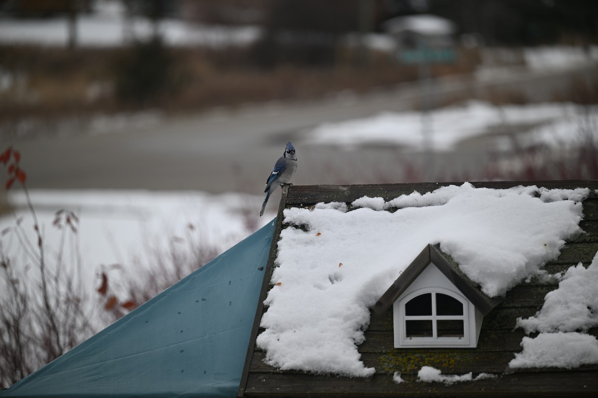 Blue Jay - ML645121697