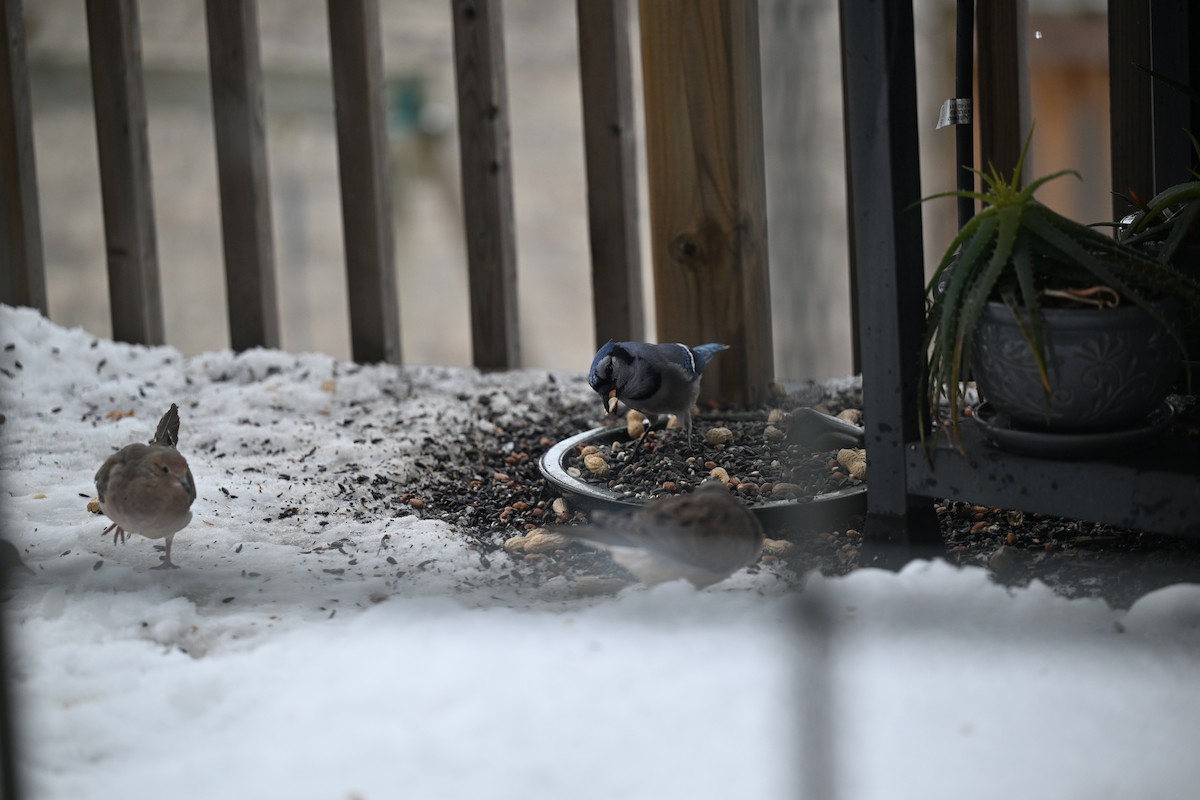 Blue Jay - ML645121698